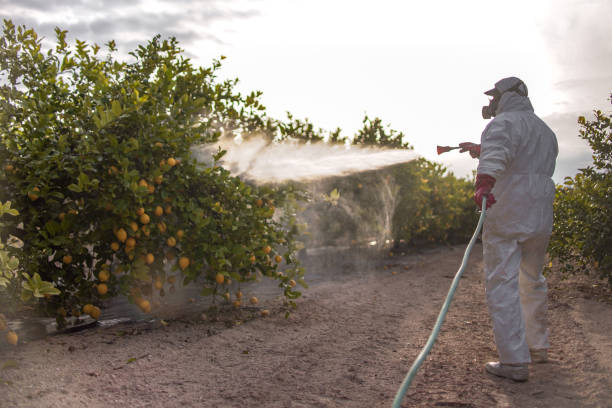 Best Termite Control Services  in Banks Springs, LA