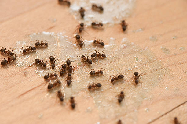 Wildlife Control Services in Banks Springs, LA