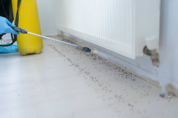 Reliable Banks Springs, LA Pest Control Solutions